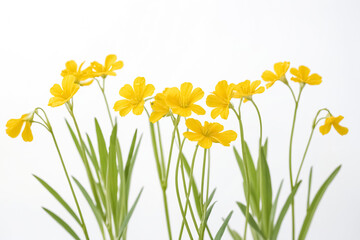 Yellow Flowers with White Background