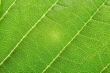 Obraz premium Eco bio green leaf extremely close-up macro fiber cell structure background texture