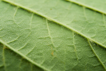 Eco bio green leaf extremely close-up macro back behind from down view background texture