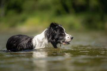 nice dog in the low water in the lake - border collie
