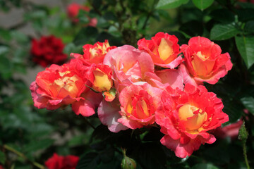 Colorful roses in spring garden