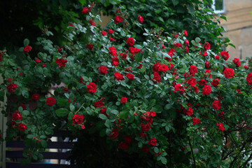 Colorful roses in spring garden