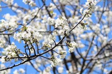 blossom in spring