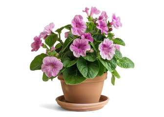 Potted Purple Petunias on Transparent Background