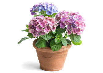 Hydrangea Plant in a Pot on Transparent Background