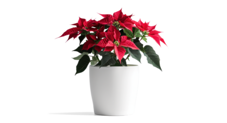 Poinsettia Plant in White Pot on Transparent Background