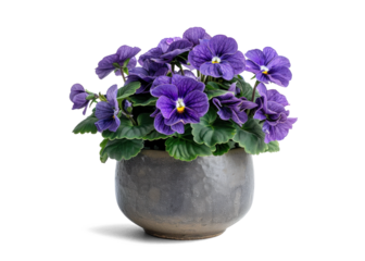 Violet Potted Plant on Transparent Background