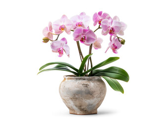 Potted Orchid Plant on Transparent Background