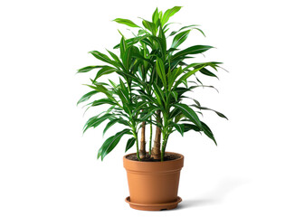 Dracaena Marginata plant in a pot on a transparent background