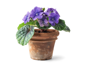 African violet in a clay pot on a transparent background