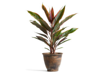 Plant in a Pot - Cordyline on Transparent Background