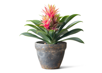 Plant in a Pot with Colorful Bromeliad Flower