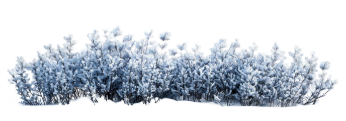 Snow-Covered Bush on Transparent Background
