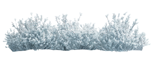 Snow-Covered Bush on Transparent Background