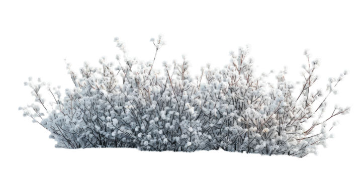 Snow-Covered Bush on Transparent Background