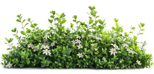 Bush with Green Leaves and White Flowers