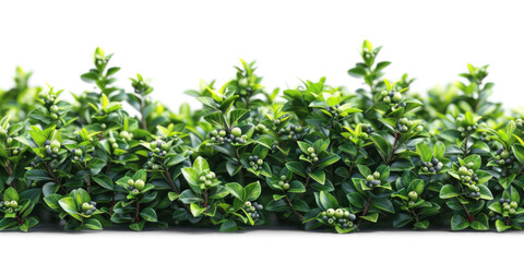 Fototapeta premium Lush Green Bush with Berries on Transparent Background