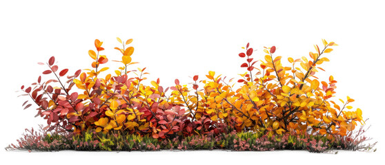 Colorful autumn bush with vibrant leaves on transparent background