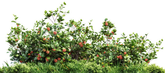 Bush with green leaves and red berries on transparent background