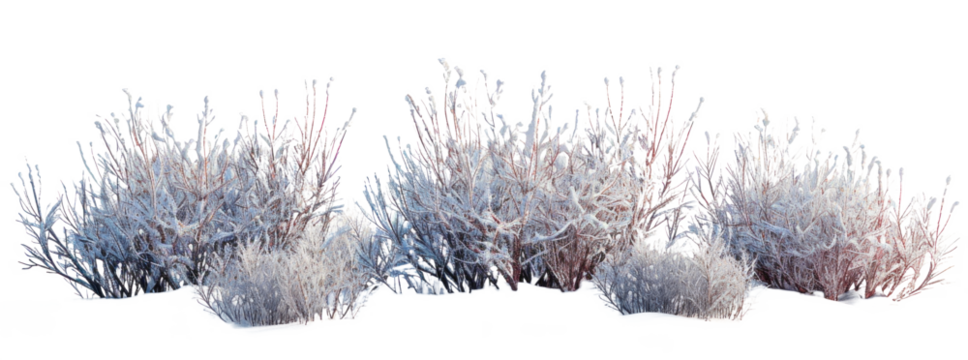 Snow-Covered Bushes on Transparent Background