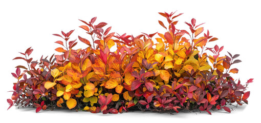 Bush with Autumn Leaves on Transparent Background