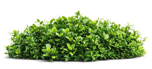 Obraz premium Green bush on transparent background, vibrant foliage illustration