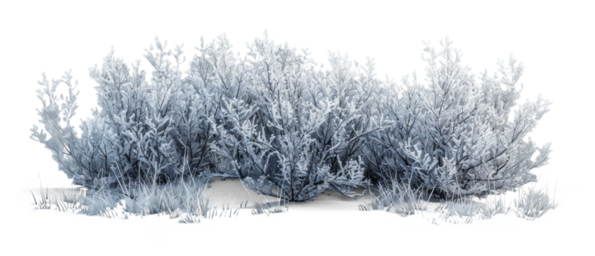 Frosted Bush on Transparent Background, Winter