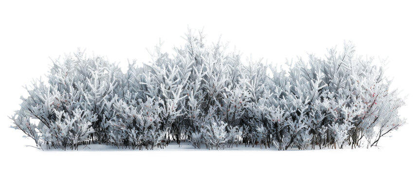 Snow-Covered Bush in Winter Scene