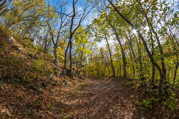 Autumn forest