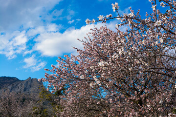 Almond blossom