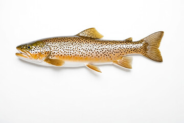 Obraz premium Freshly Caught Brown Trout