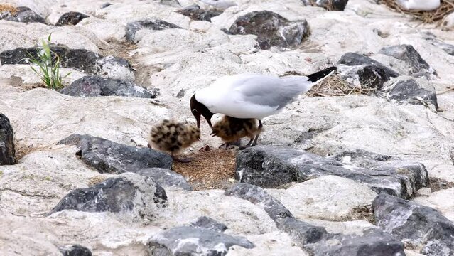 A black headed gull feeds the young chicks which are begging for food