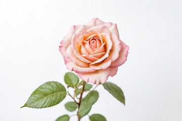 Fototapeta premium Delicate Pink Rose with Dew Drops on White Background
