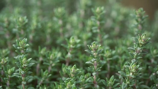 Close up thyme plant growing in the forest. Thymus vulgaris.