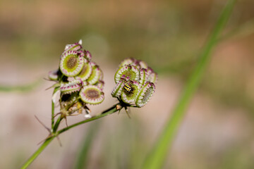 A small spider (Mangora acalypha) sits on a plant  (Tordylium apulum) close-up