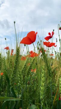 Fioritura stagionale di papaveri rossi nel mese di maggio