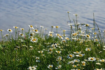 Kwiaty polne dziko rosnące na polach letnią porą © KoLesfot