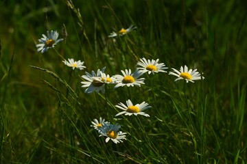 Kwiaty polne dziko rosnące na polach letnią porą © KoLesfot