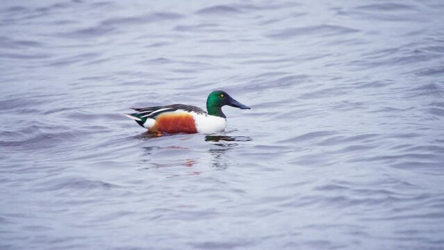Colorful male northern shoveler duck swimming fast on flowing river.