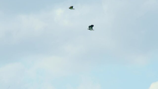 Two northern lapwing birds flying together high in sky, flapping wings.
