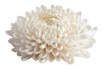 Elegant white chrysanthemum flower isolated on a transparent background