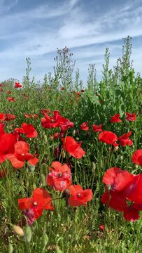 Fioritura stagionale di papaveri rossi nel mese di maggio