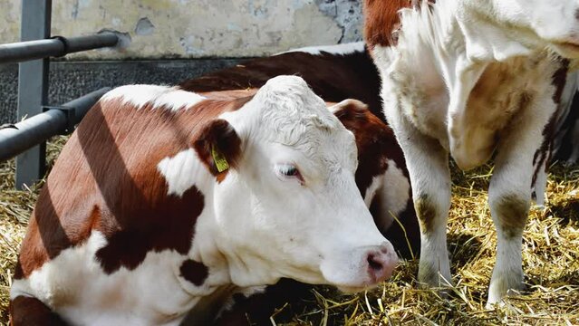 Simmental cows in the barn.
