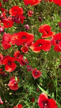 Fioritura stagionale di papaveri rossi nel mese di maggio