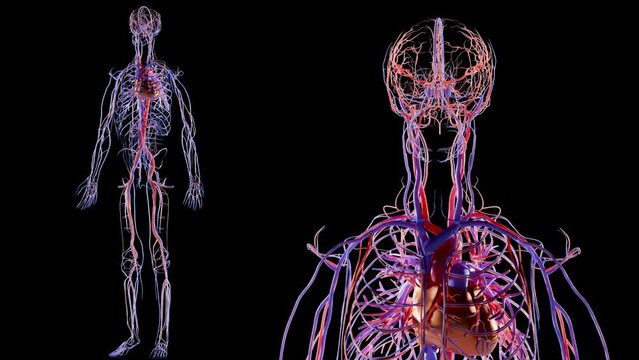 Human arterial and venous circulatory system Anatomy, Medically accurate loop animation of Heart with Vains and arteries, blood vessels scheme, vessels, diagram cardiovascular, rotate, 3d render
