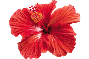 Red Hibiscus Flower Isolated on Transparent Background