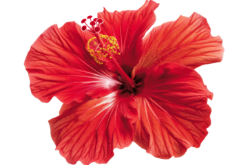 Red Hibiscus Flower Isolated on Transparent Background