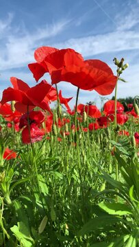 Fioritura stagionale di papaveri rossi nel mese di maggio