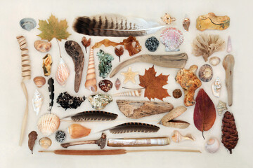 Nature study collage of natural objects with driftwood, sea shells, feathers, flora, rocks and...