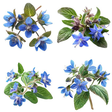 Photo of Borage herb, European herbs, isolated on transparent background